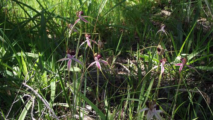 Caladenia -  Spider Orchid2-Badgingarra-Vern-Westbrook-walk-Sep-2018p0007.JPG